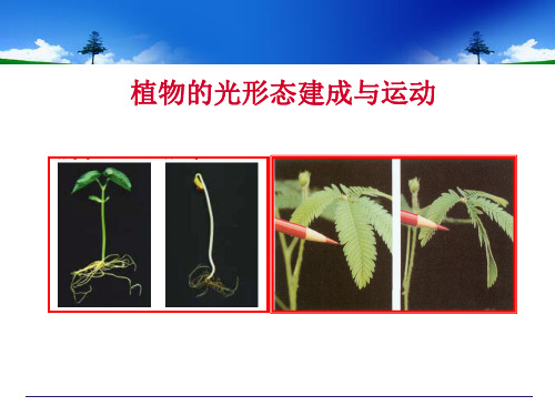 第八章  植物光形态建成与运动