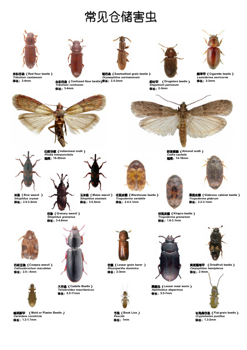常见仓储害虫图谱