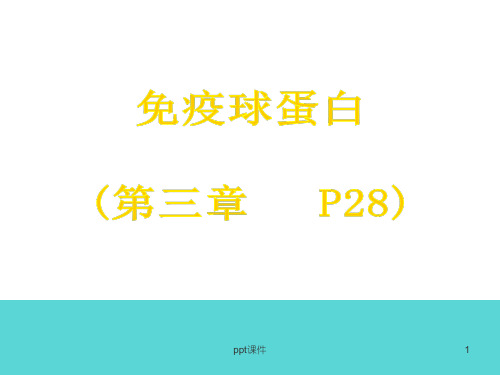 免疫球蛋白  ppt课件