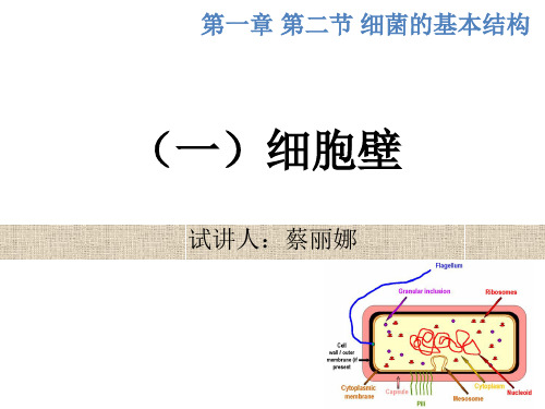 细胞壁 PPT课件