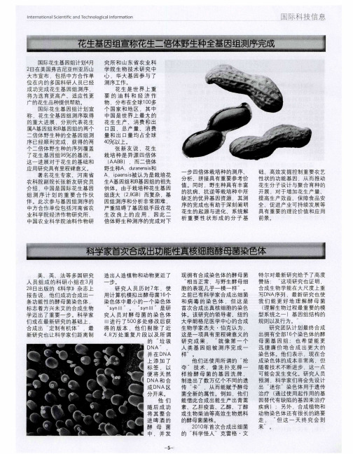 科学家首次合成出功能性真核细胞酵母菌染色体