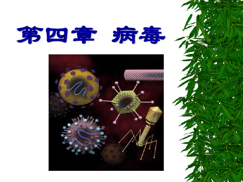 病毒(微生物学基础)