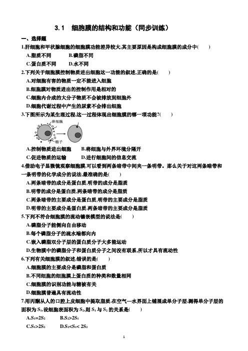 3.1  细胞膜的结构和功能(同步训练)(附答案)—2022-2023学年高一上学期生物必修1