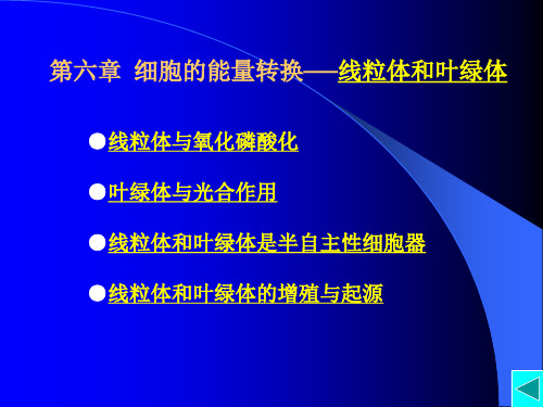 第六章  细胞的能量转换-线粒体和叶绿体(新)