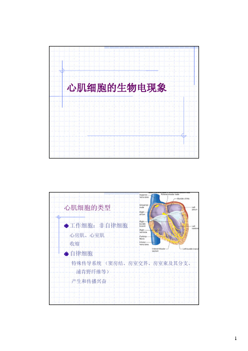 心肌细胞的生物电现象-ZhejiangUniversity