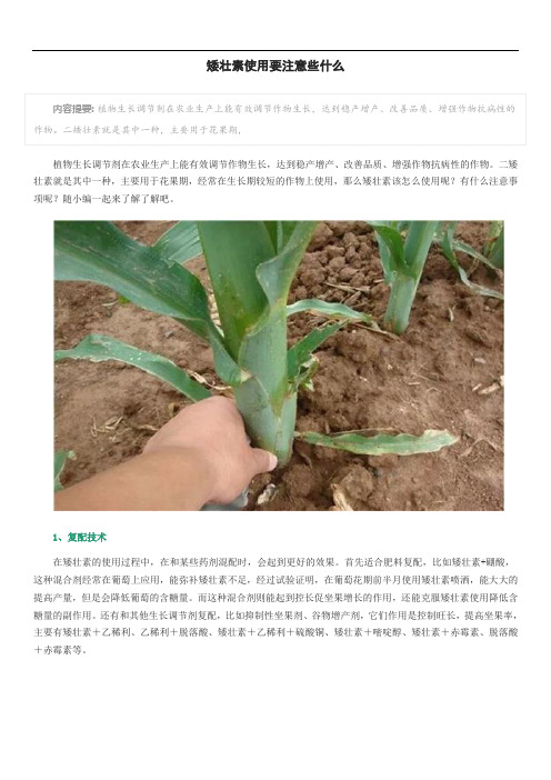 矮壮素使用要注意些什么