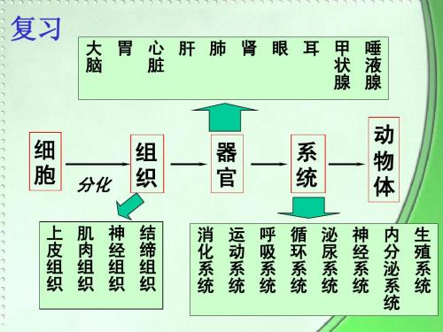 植物体的结构层次