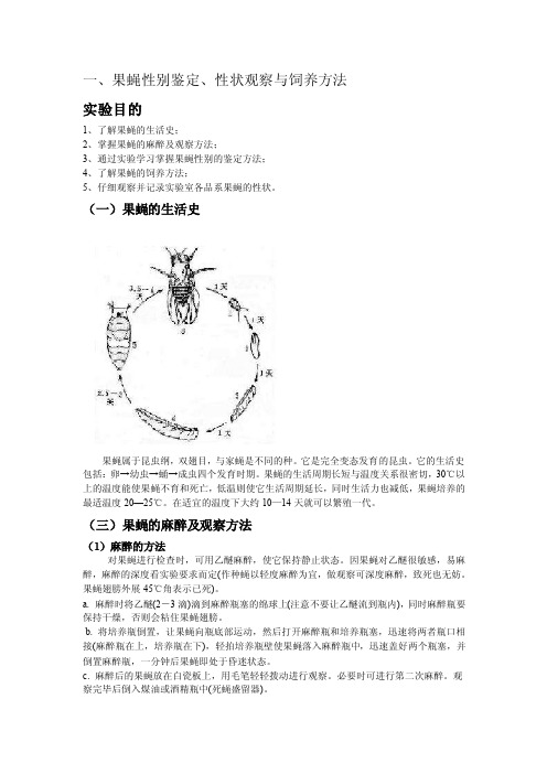 果蝇性别鉴定