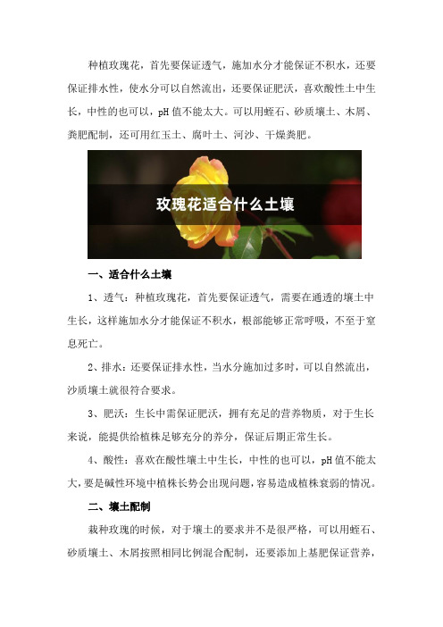 玫瑰花适合什么土壤