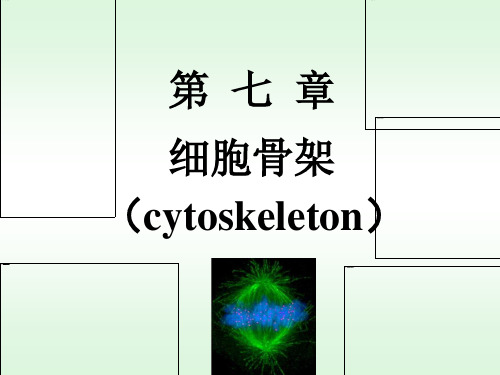 细胞骨架