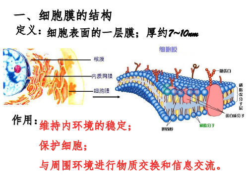 生命的结构基础(学生)