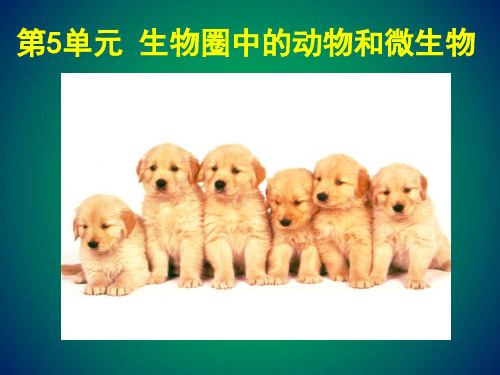 生物北师大版八年级上册15.1 动物运动的方式 课件 (共26页)