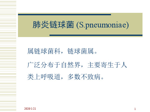 肺炎链球菌 (S.pneumoniae)