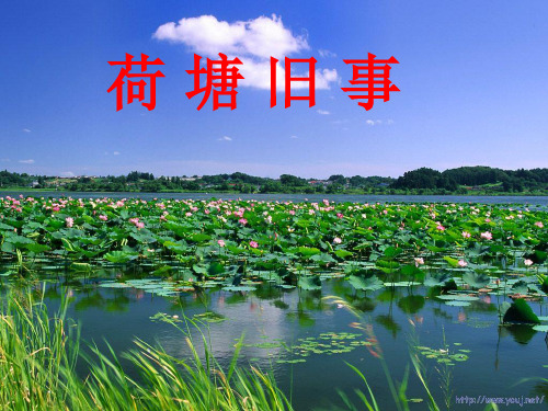 语文六年级上北师大版《荷塘旧事》课件(21张)