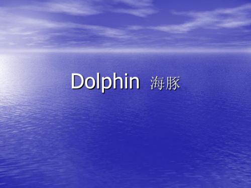 Dolphin  海豚