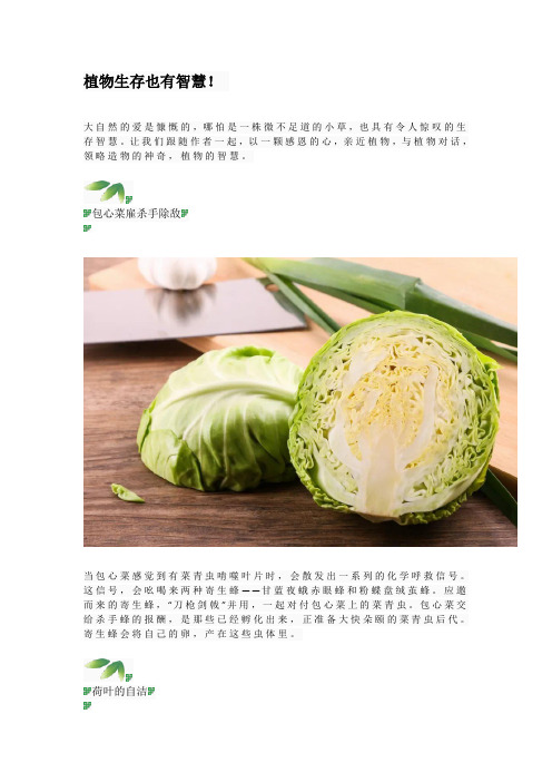 植物生存也有智慧