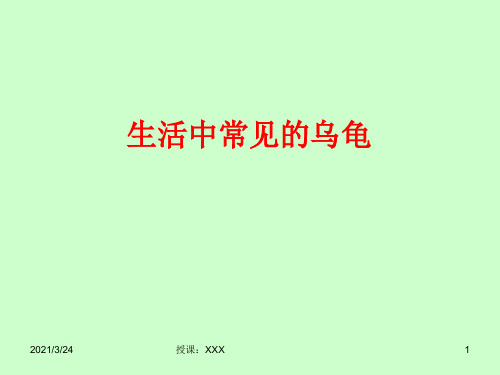 生活中常见的乌龟PPT课件