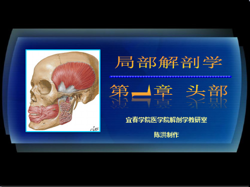 人体局解头部PPT课件