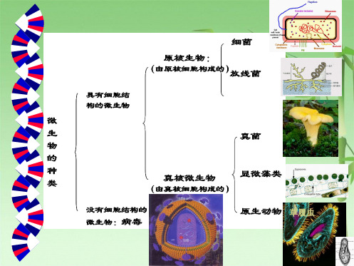 环境微生物学(共94张PPT)