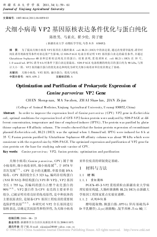 犬细小病毒VP2基因原核表达条件优化与蛋白纯化_陈胜男