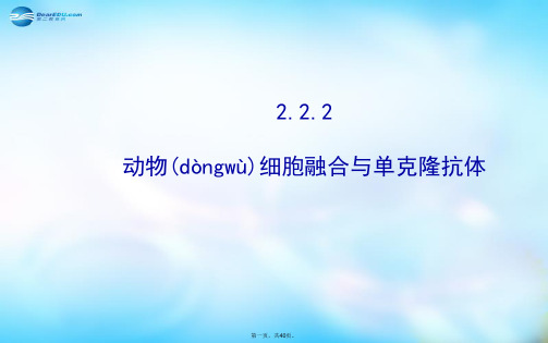 高中生物 2.2.2动物细胞融合与单克隆抗体课件 新人教版选修3