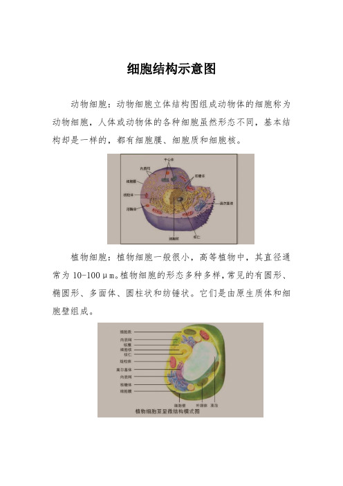 细胞结构示意图