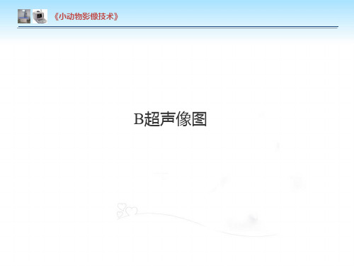 【小动物影像技术课件】B超声像图