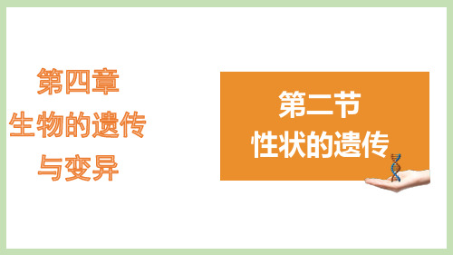 性状的遗传 济南版八年级生物上册