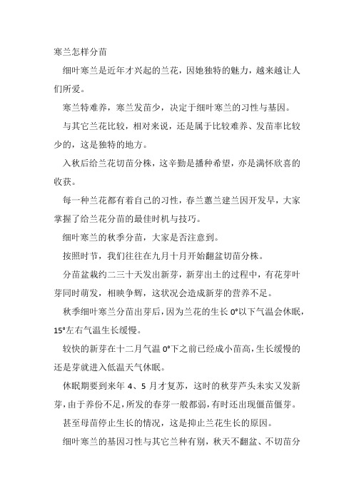 寒兰怎样把握分苗时机
