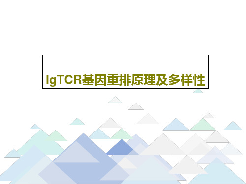 IgTCR基因重排原理及多样性28页PPT