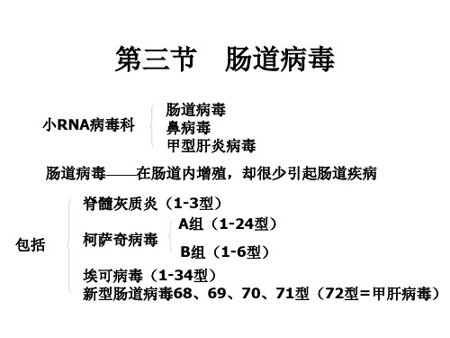 第三节 肠道病毒课件