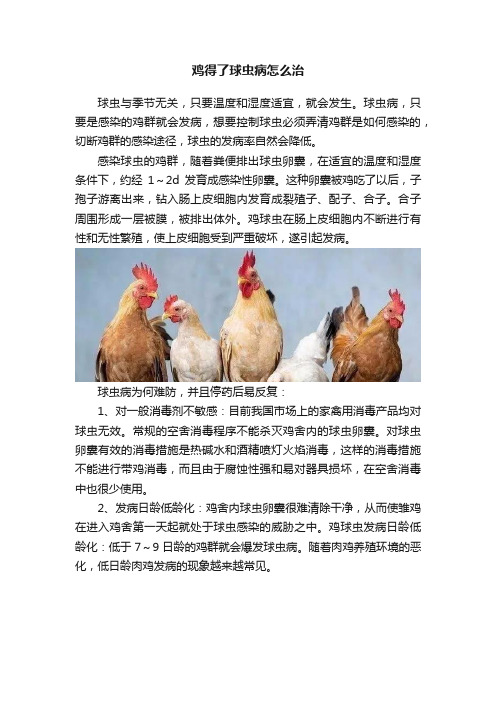 鸡得了球虫病怎么治