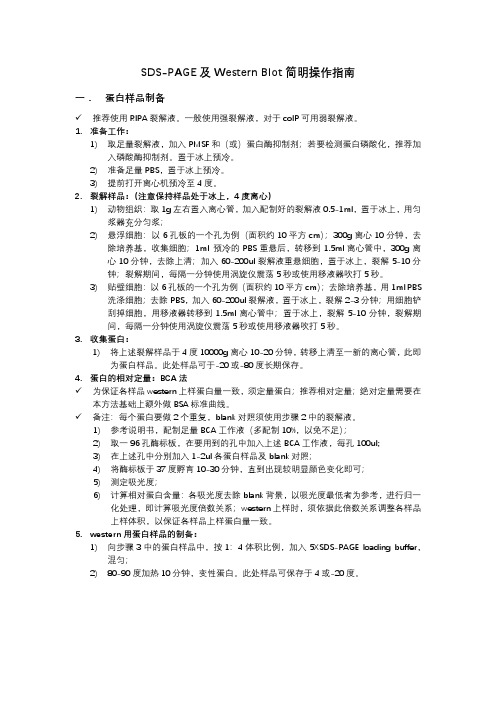 SDS-PAGE及Western Blot简明操作指南