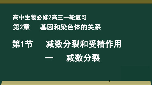 减数分裂和受精作用 详图 秒懂