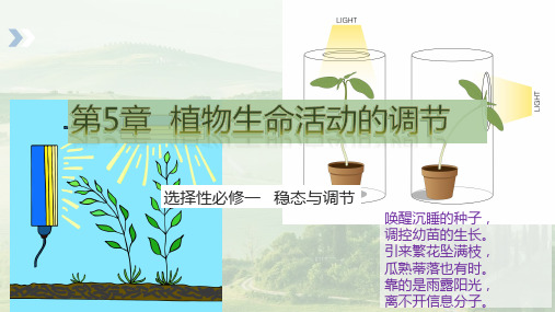 环境因素参与调节植物的生命活动高二生物教学精品课件(人教版2019选择性必修1)