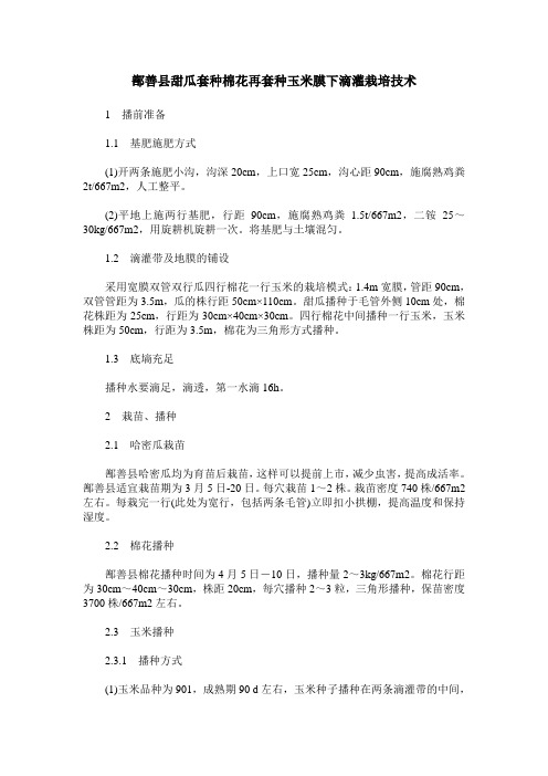鄯善县甜瓜套种棉花再套种玉米膜下滴灌栽培技术