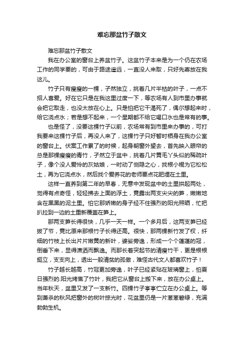 难忘那盆竹子散文