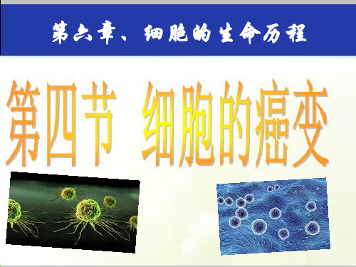 人教版生物必修一6.4《细胞的癌变》课堂授课课件