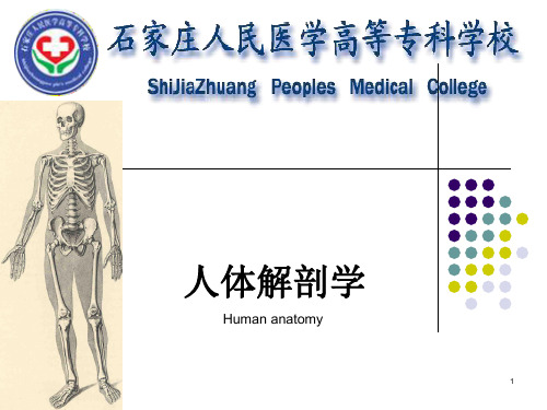 人体解剖学PPT课件