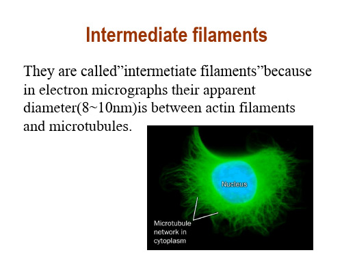 Intermediate filaments