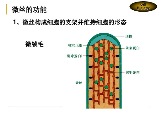 第七章 细胞骨架与细胞运动 2