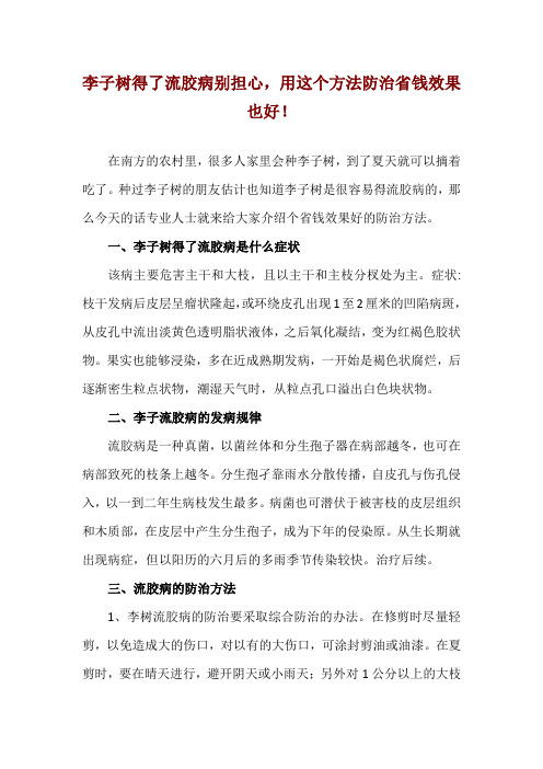 李子树得了流胶病别担心,用这个方法防治省钱效果也好!