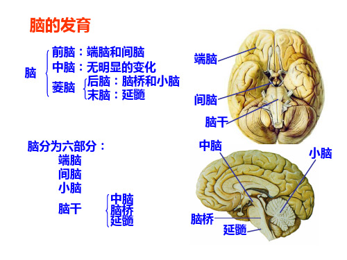 脑干外形