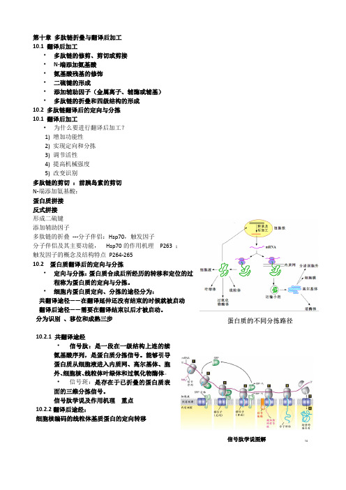 分子生物学10 多肽链的折叠