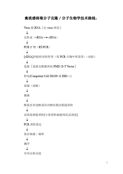 禽流感病毒分子克隆技术路线