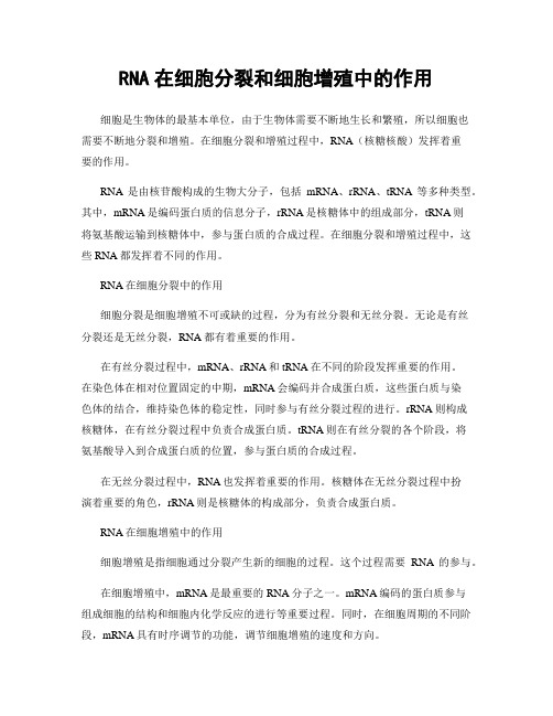 RNA在细胞分裂和细胞增殖中的作用