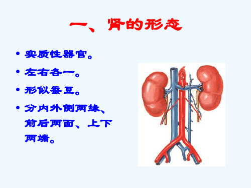 肾脏解剖结构图