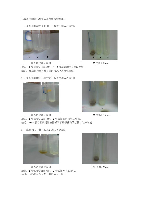 马铃薯多酚氧化酶制备及性质实验