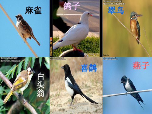 苏教版八年级语文上册《五单元 人与环境 二十四 .明天不封阳台》研讨课件_0