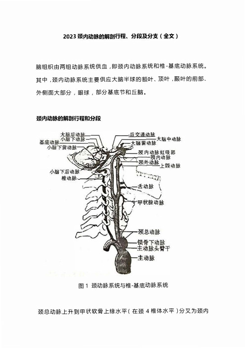 2023颈内动脉的解剖行程、分段及分支(全文)